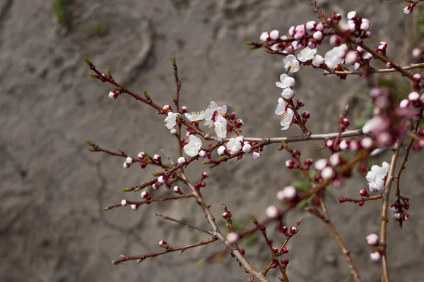Цветущие Цветущие Красивые Белые Розовые Ароматные Почки Японской Вишни Цветут — стоковое фото