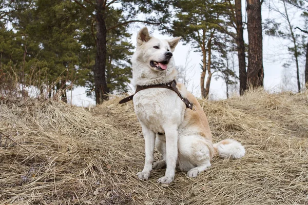 Hermoso Perro Akita Inu Japonés Majestuoso Inteligente Sienta Bosque Sobre — Foto de Stock