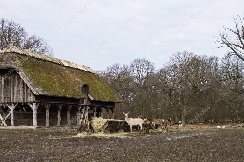 A herd of young and adult deer near a manger with hay during a meal next to an authentic old barn covered with moss in early spring in February in a deer park in Copenhagen in Denmark.