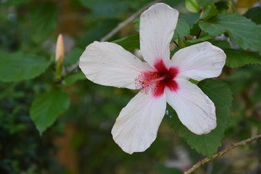 güzel renkli çiçekler