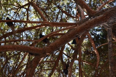 güzel bir tavus kuşu