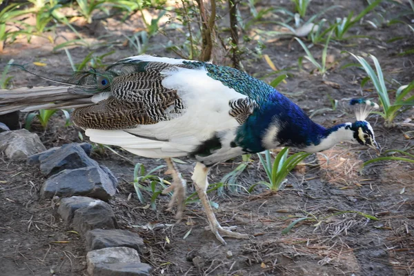 Un hermoso pavo real — Foto de Stock