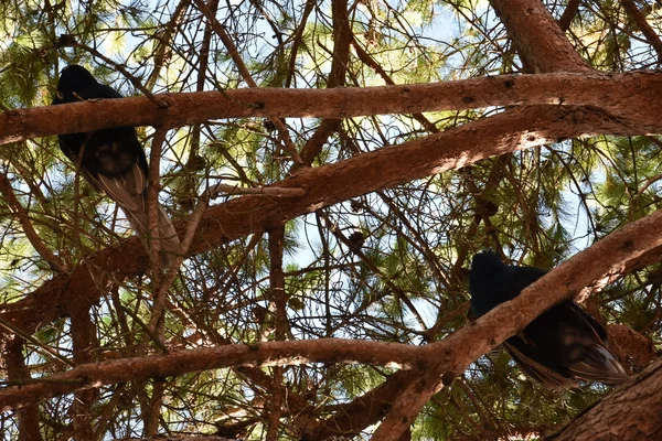 Un hermoso pavo real —  Fotos de Stock