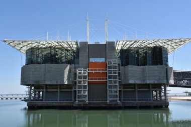 Portekiz'de Lizbon Oceanarium
