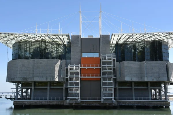 Portekiz'de Lizbon Oceanarium