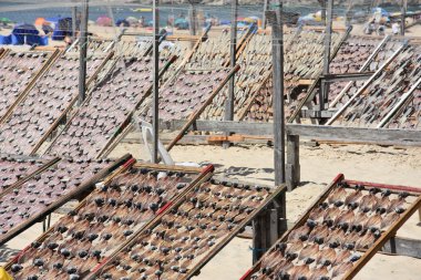 Balık Nazare balıkçı köyü Portekiz plaj kurutma