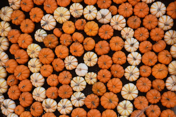 Variety of Pumpkins