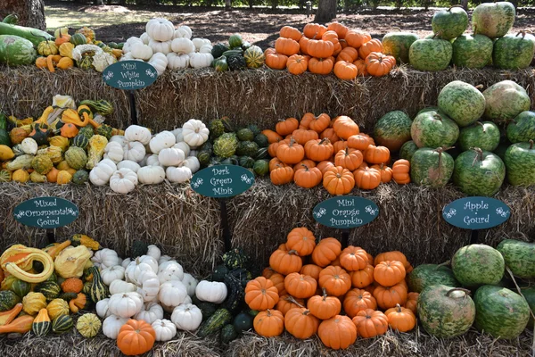 Mängd pumpor — Stockfoto