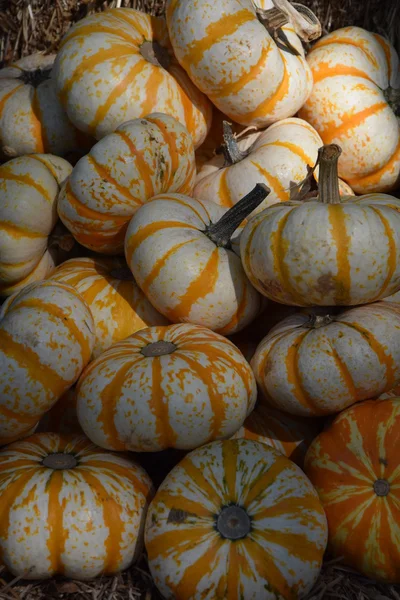 Variety of Pumpkins — Stock Photo, Image