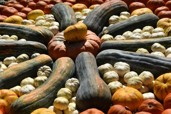 Varietà di zucche — Foto Stock