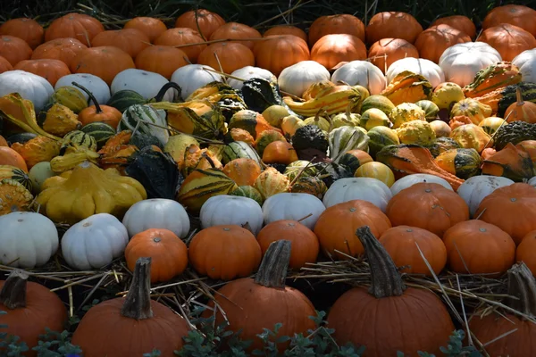 Variété de citrouilles — Photo