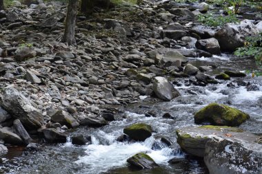 Büyük Smoky Dağları Milli Parkı Tennessee