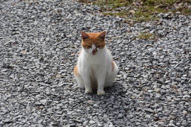 Şirin küçük kedi.