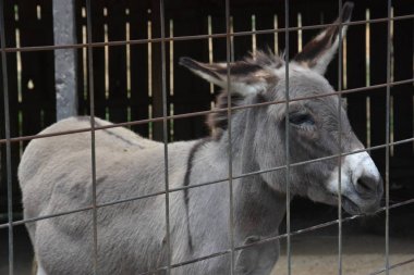 Bir çiftlikte bir eşek