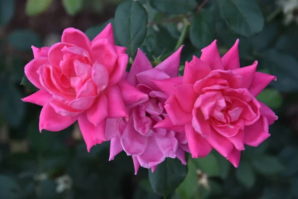 Hermosas flores rosadas — Foto de Stock