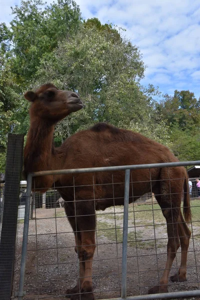 Close-up of a Camel — Stock Photo, Image