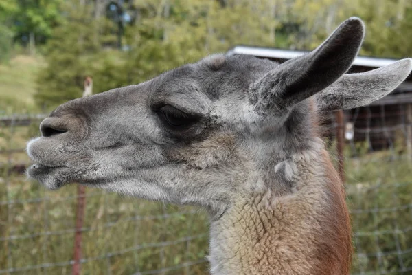 Lama op een boerderij — Stockfoto