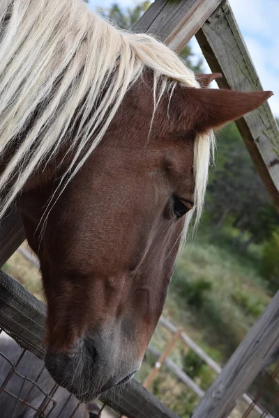 Vackra belgiska häst — Stockfoto