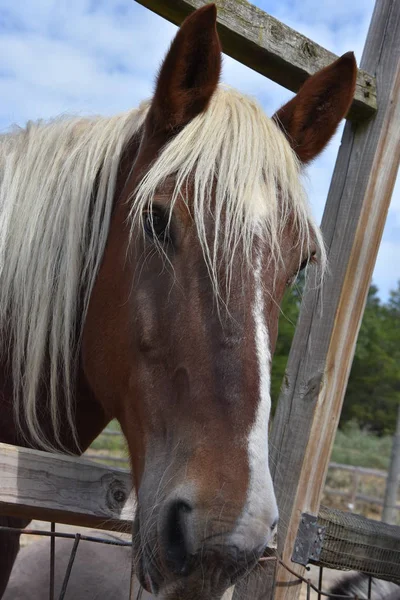 Schönes belgisches Pferd — Stockfoto