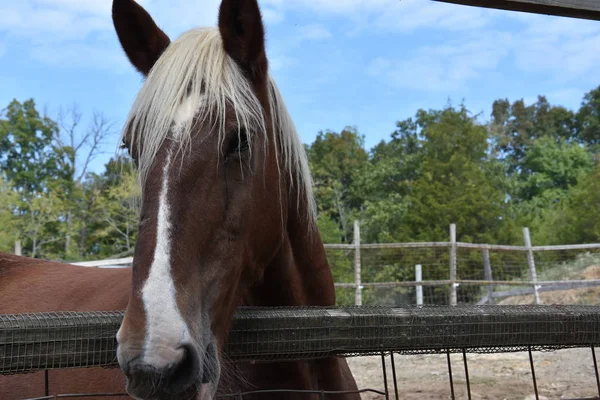 Vackra belgiska häst — Stockfoto