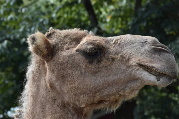 Nahaufnahme eines Kamels — Stockfoto