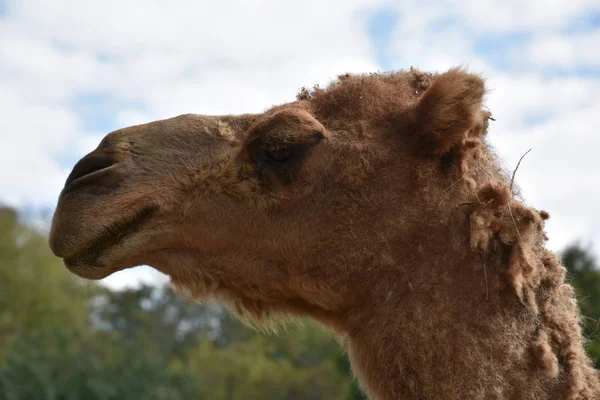 Primo piano di un cammello — Foto Stock