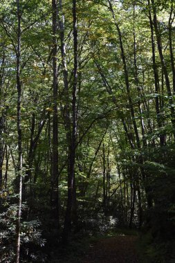 Tarihi Mingus fabrikasında büyük Smoky Dağları Milli Parkı