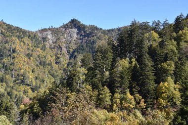 Büyük Smoky Dağları Milli Parkı Tennessee