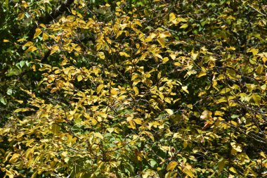 Büyük Smoky Dağları Milli Parkı Tennessee