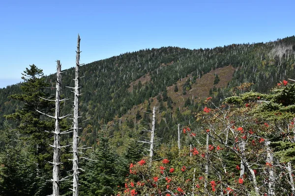 Clingmans dóm, a Great Smoky Mountains nemzeti parkban — Stock Fotó