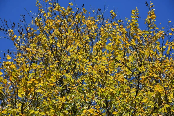 美丽的秋天的颜色 — 图库照片
