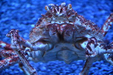 Dev Japon örümcek yengeci