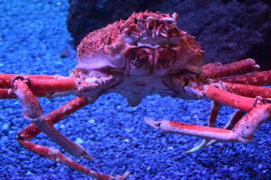 Dev Japon örümcek yengeci