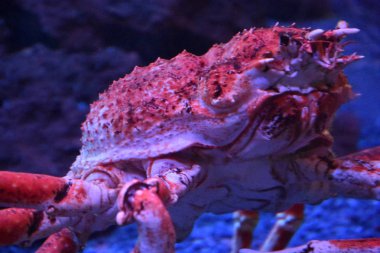 Dev Japon örümcek yengeci