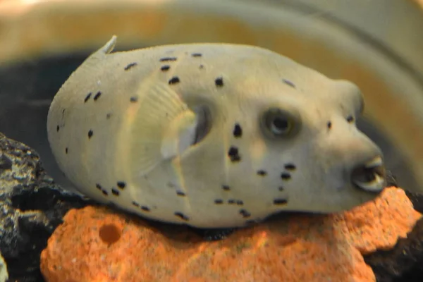 Black Spotted Pufferfish — Stockfoto