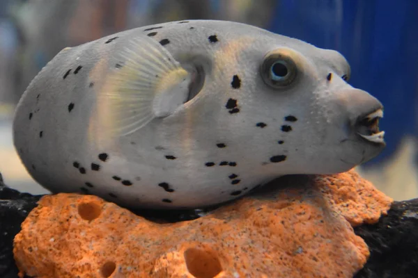 Pesce palla maculato nero — Foto Stock