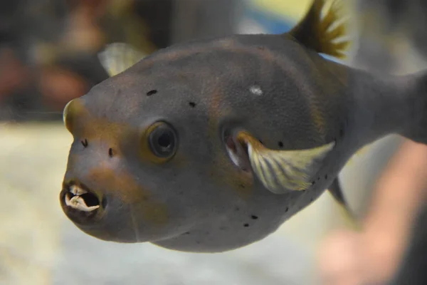 Black Spotted Pufferfish — Stockfoto