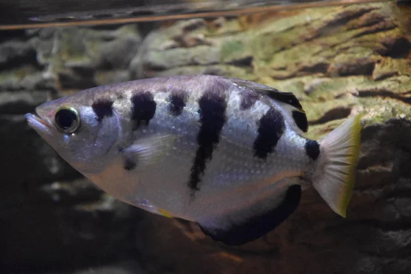 Poissons dans l'eau — Photo