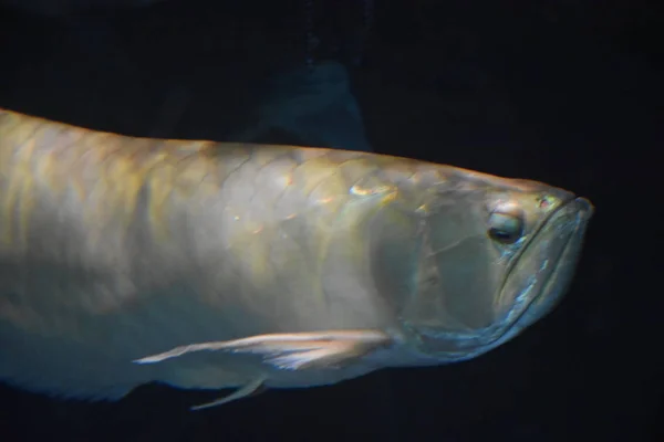 Vissen in het water — Stockfoto