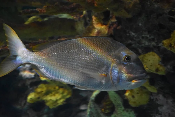 Peces en el agua —  Fotos de Stock