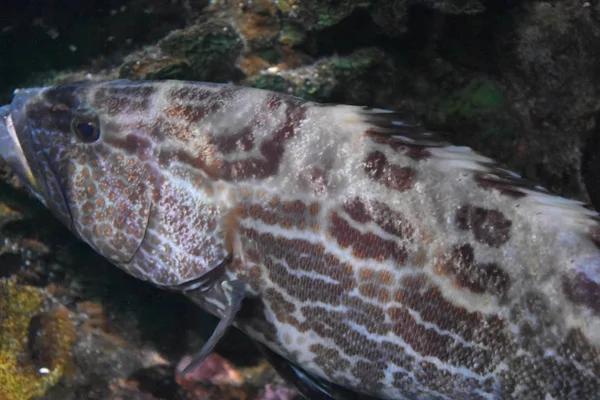 Peixe na água — Fotografia de Stock