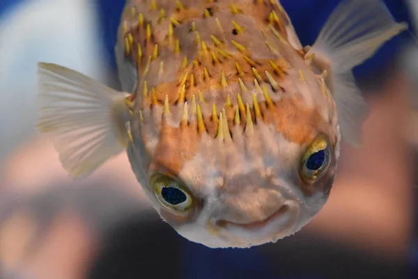 Vissen in het aquarium — Stockfoto