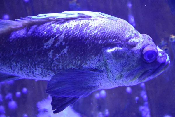 Vissen in het aquarium — Stockfoto