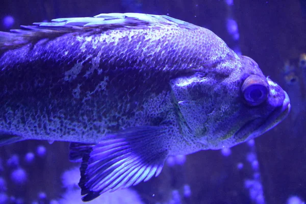 Fish in the Aquarium — Stock Photo, Image