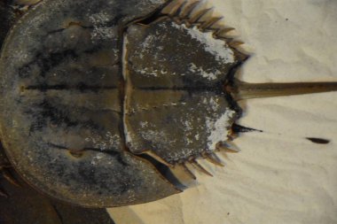 At nalı yengeçler su