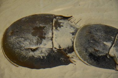 At nalı yengeçler su