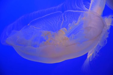 denizanası suyun içinde