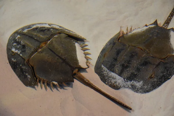 Horseshoe krabben in Water — Stockfoto