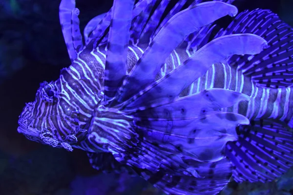 Lionfish στο νερό — Φωτογραφία Αρχείου