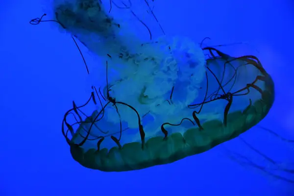 Ortiga marina del Pacífico — Foto de Stock
